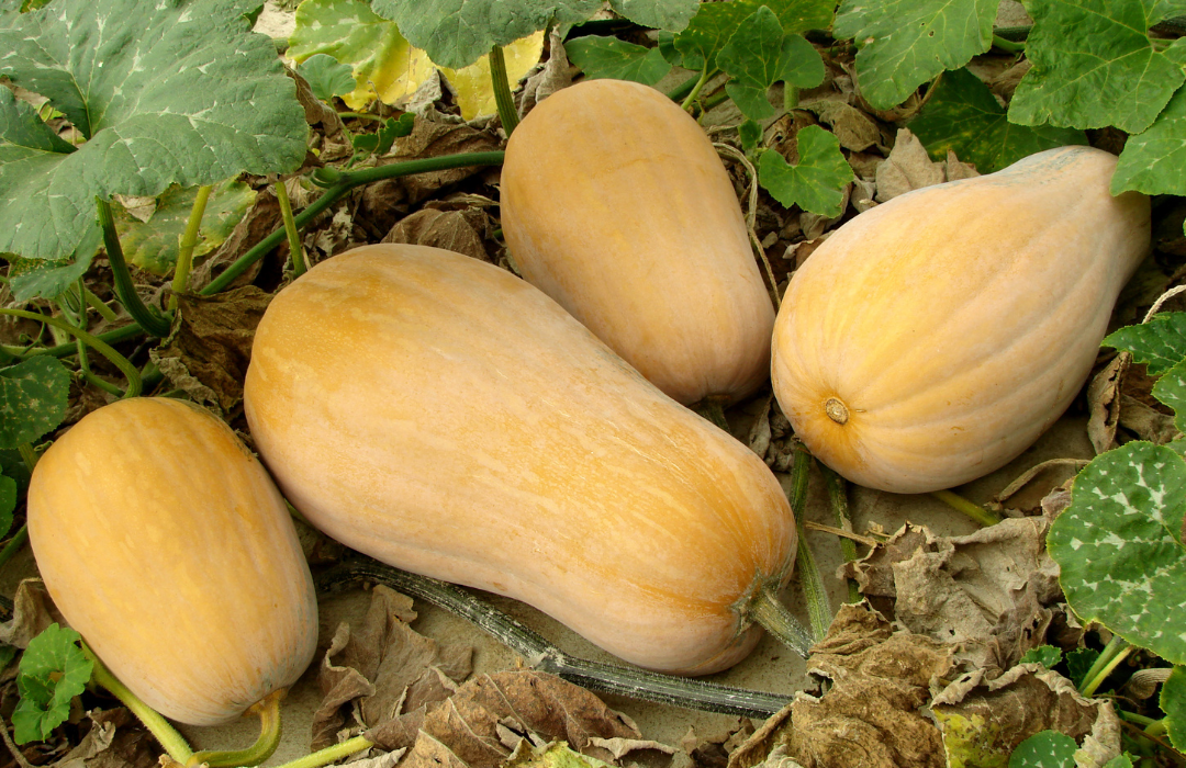 Winter Vegetables for Delicious Side Dishes